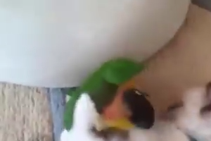 Parrot playing with cat - Nice video