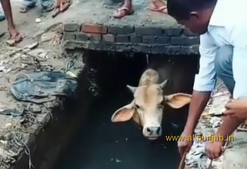 People Are Helping A Cow To Take Out From Gutter