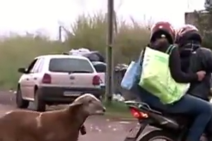 Sheep hitting to bike riders on the road