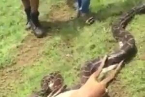 Snake ate whole Deer very fast