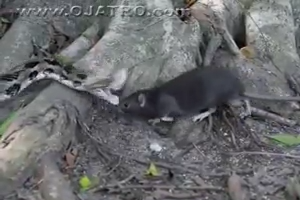 Snake try to eat big mouse