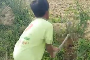 The amazing both kids sister and brother catching snakes