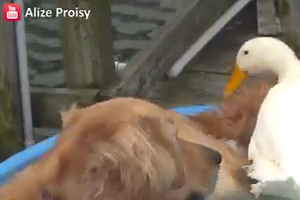 This dog and duck are best friends