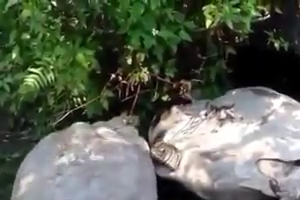 Tortoise helps out overturned friend - Amazing