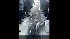 Very large of fishes caught in net
