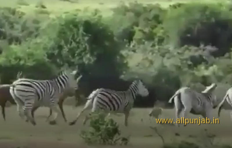 What is the cause of a zebra attack on a small deer