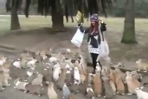 Woman Chased By Large Number of  Rabbits - Cuteness