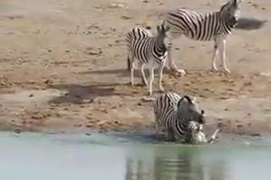 Zebra try to kill young zebra into the water