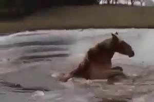 man taking risk to save horse life 