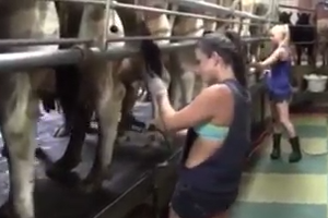 बड़े बड़े डेरी फार्म में आधुनिक तकनीक से गायों की देखभाल की जाती है 
